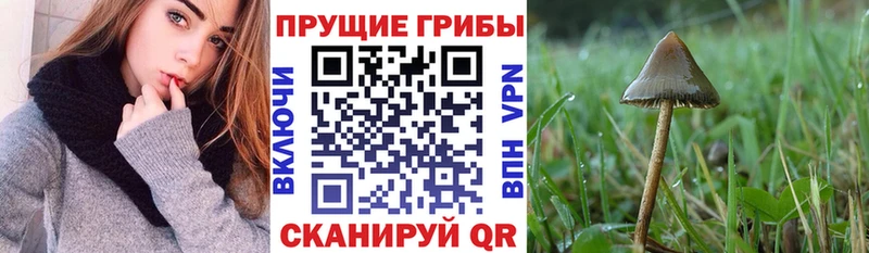 Купить где  Мурино  Псилоцибиновые грибы GOLDEN TEACHER 